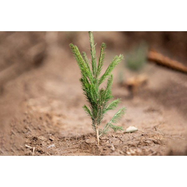 10&nbsp;тысяч новых деревьев: как ПСБ восстанавливает российский лес